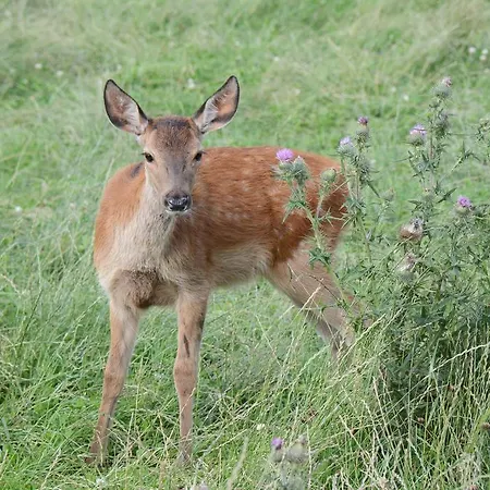 Apartman Engbo Sindal