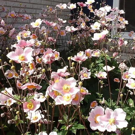 Apartman Engbo Sindal